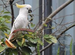 Cacatua sulphurea