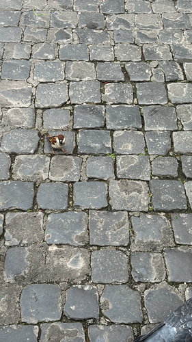 Italian Sparrow (Passer italiae), photo 1