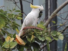 Cacatua sulphurea