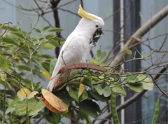 Cacatua sulphurea