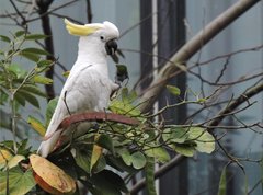 Cacatua sulphurea
