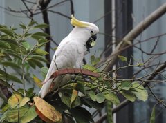 Cacatua sulphurea