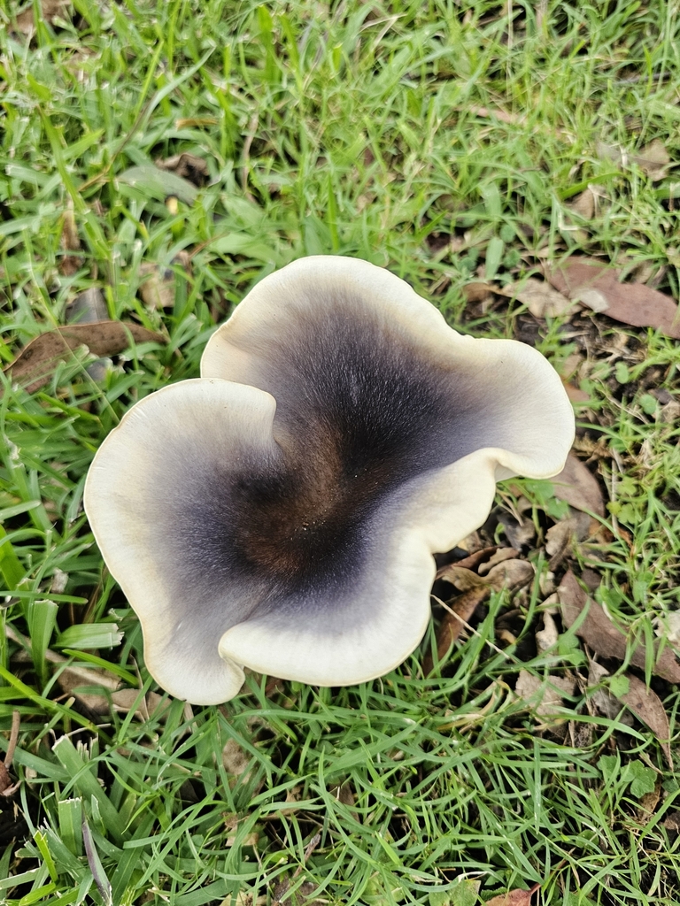 Omphalotus nidiformis · July 2025 · photo: © twan3253 (iNaturalist, cc-by)