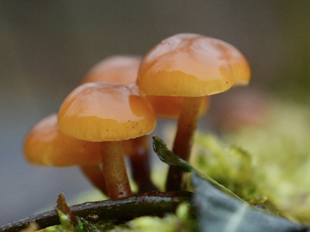 Flammulina velutipes · January 2026 · photo: © cryptomarasmius (iNaturalist, cc-by)