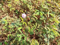 Mimosa pudica