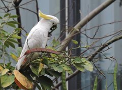 Cacatua sulphurea
