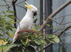 Cacatua sulphurea