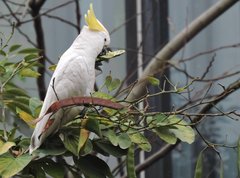 Cacatua sulphurea