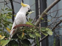 Cacatua sulphurea