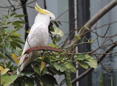 Cacatua sulphurea