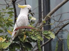 Cacatua sulphurea