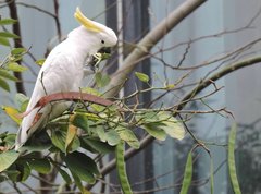 Cacatua sulphurea