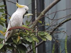 Cacatua sulphurea