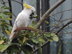 Cacatua sulphurea