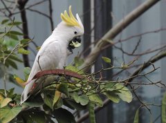 Cacatua sulphurea
