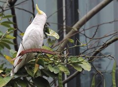 Cacatua sulphurea