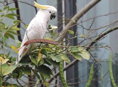 Cacatua sulphurea