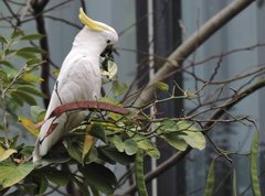 Cacatua sulphurea