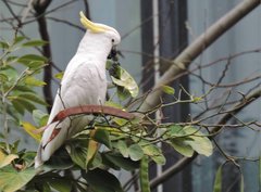 Cacatua sulphurea