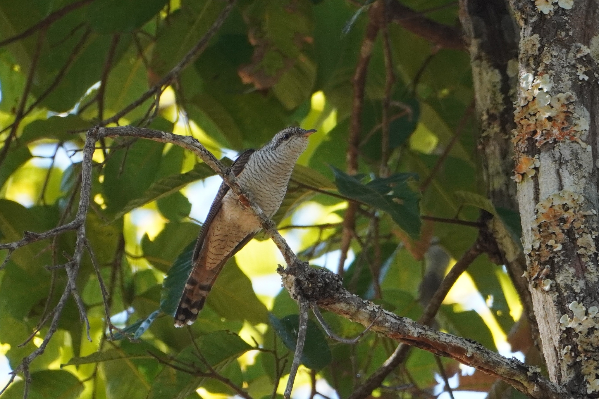 Banded Bay Cuckoo (Cacomantis sonneratii), photo 9