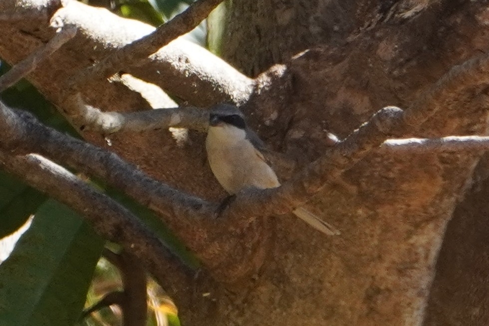 Grey-backed Shrike (Lanius tephronotus), photo 9