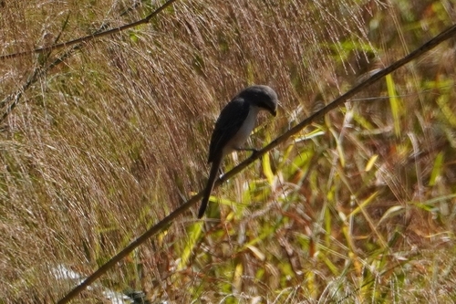 Grey-backed Shrike (Lanius tephronotus), photo 10