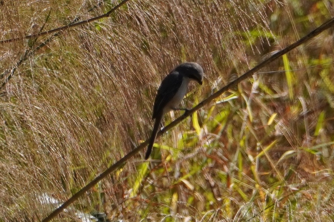 Grey-backed Shrike (Lanius tephronotus), photo 10