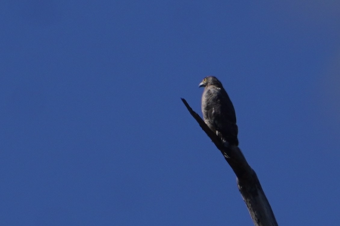 Crested Serpent Eagle (Spilornis cheela), photo 9