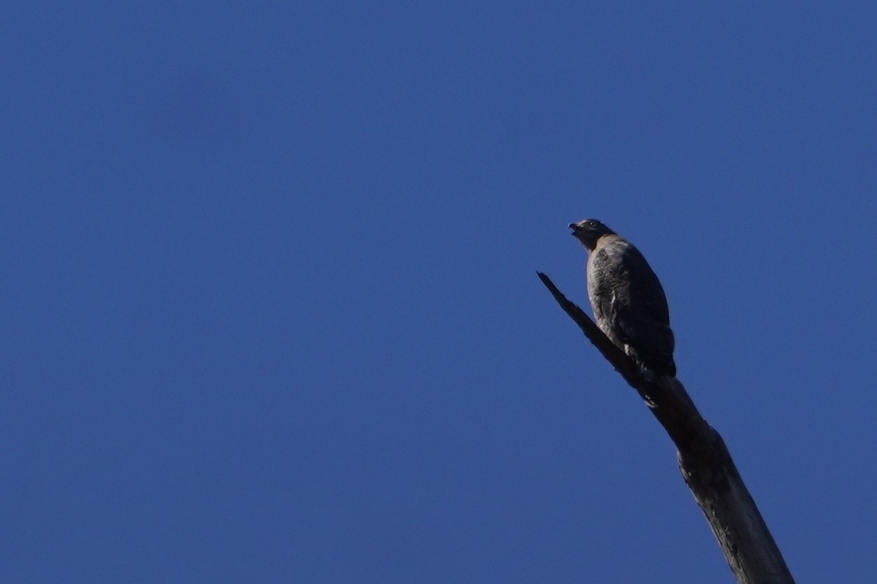 Crested Serpent Eagle (Spilornis cheela), photo 10