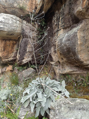Hermas gigantea