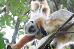 Propithecus diadema