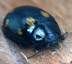 Paropsisterna octosignata