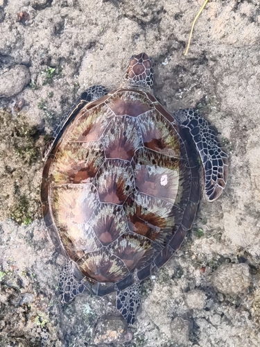 Green turtle