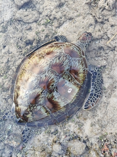 Green turtle