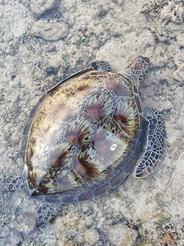 Green turtle