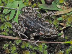 Capensibufo tradouwi