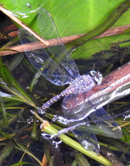 Austroaeschna parvistigma