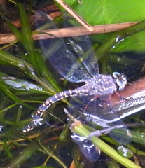Austroaeschna parvistigma