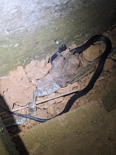 Eastern Small-eyed Snake