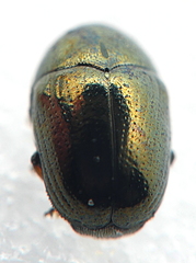 Ditropidus lentulus