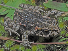 Capensibufo tradouwi