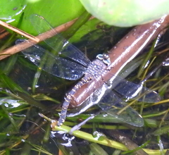 Austroaeschna parvistigma