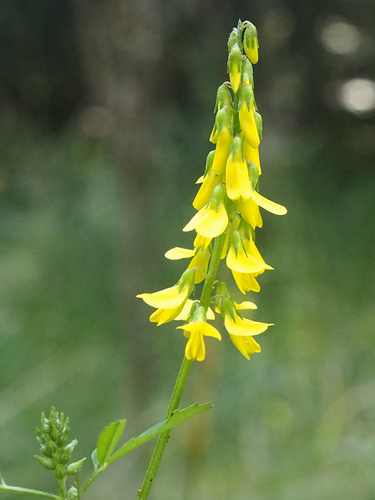 Melilotus altissimus iNat (2)