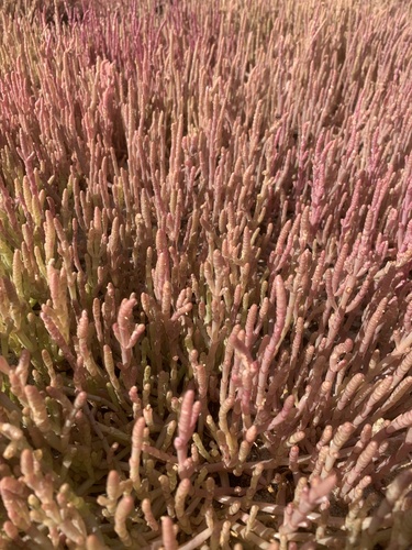 Common Glasswort (Salicornia natalensis)