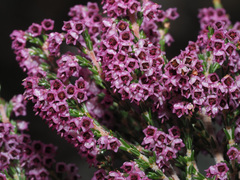 Erica lucida