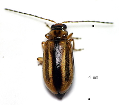 Monolepta subsuturalis