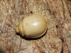 Paropsisterna crocata