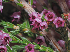 Erica lucida