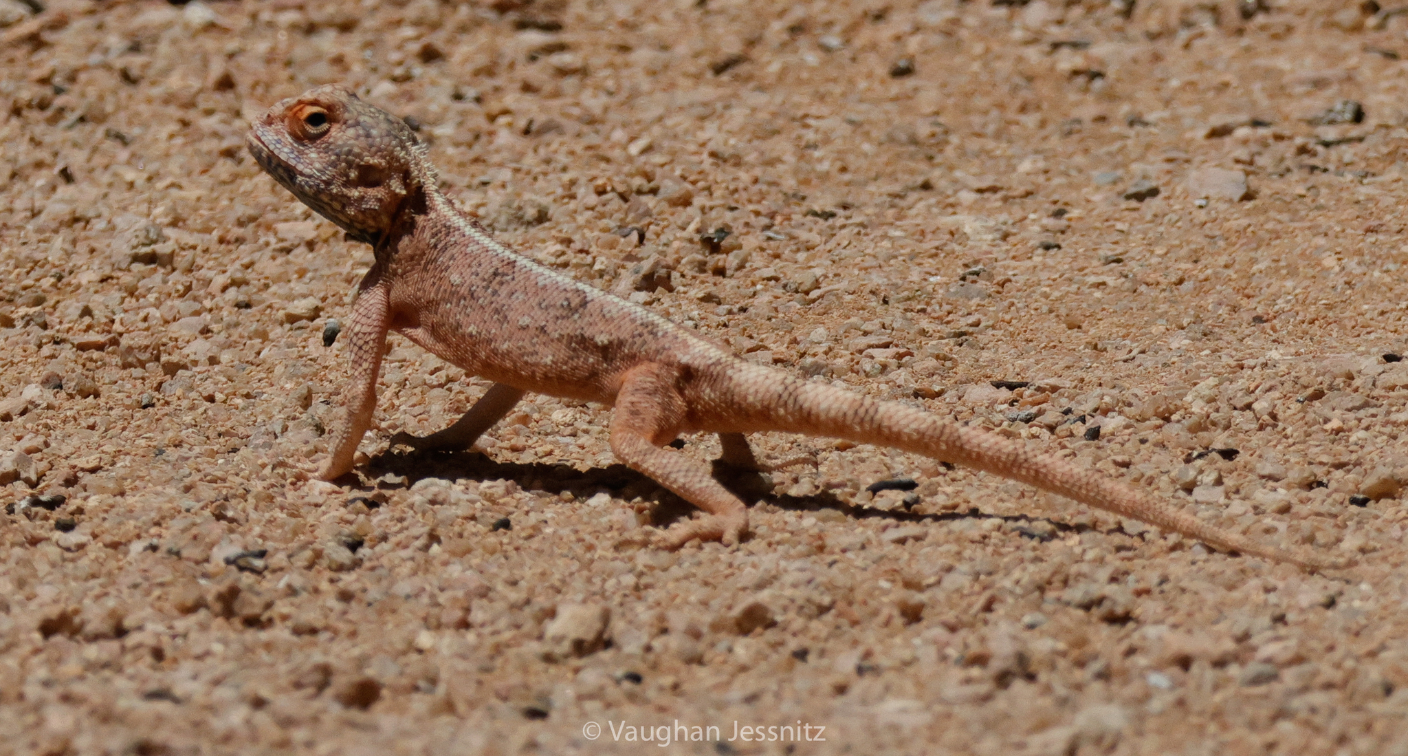 Agama anchietae Bocage, 1896