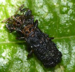 Octotoma scabripennis